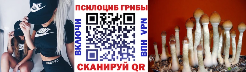 Купить  Черкесск  Псилоцибиновые грибы Cubensis 